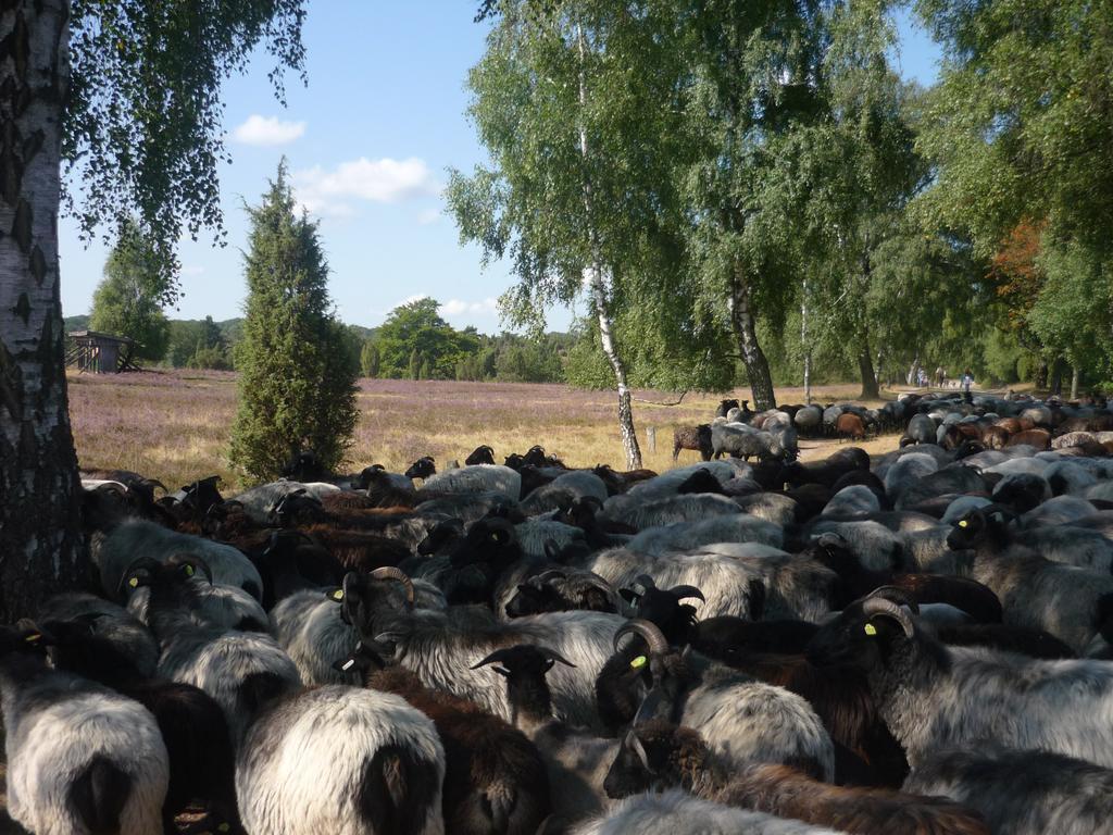 Ferienwohnungen Heideidylle Amelinghausen Kültér fotó